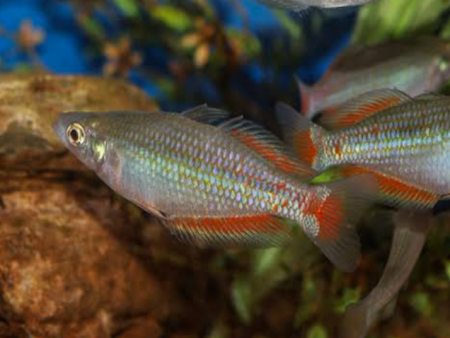 Parkinsoni Rainbow