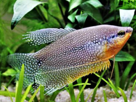 Pearl Gourami