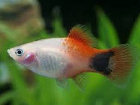 Pink Mickey Mouse Platy