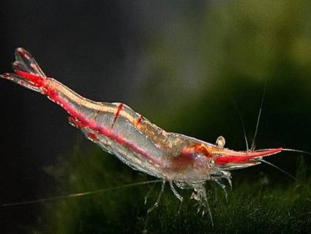 Pinocchio Shrimp