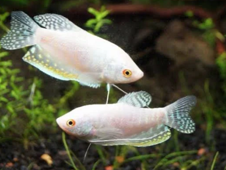 Platinum / Silver Gourami