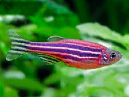 Purple Danio