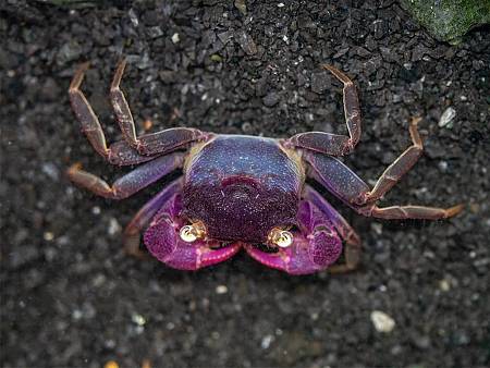 Purple Vampire Crab