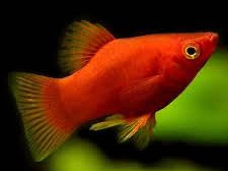 Red Coral Platy
