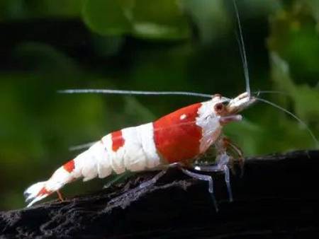 Red Crystal Shrimp
