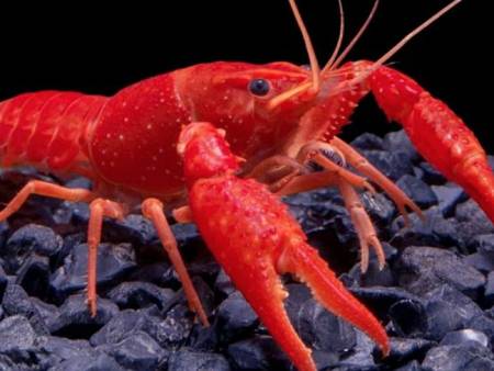 Red Lobster