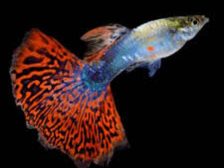 Red Mosaic Guppy