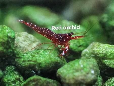 Red Orchid Shrimp