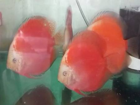 Red Valentine Discus