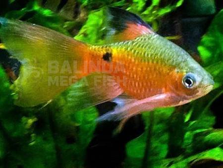 Rosy Barb Male Longfin