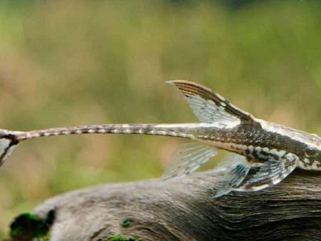 Royal Whiptail
