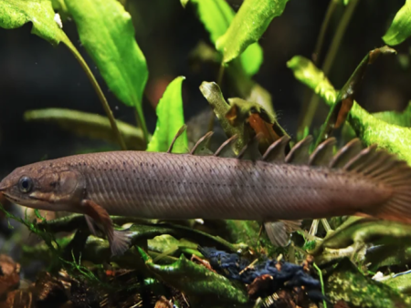 Senegalus Bichir