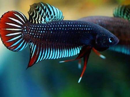 Betta Siamorientalis