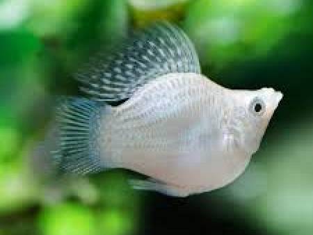 Silver Balloon Molly