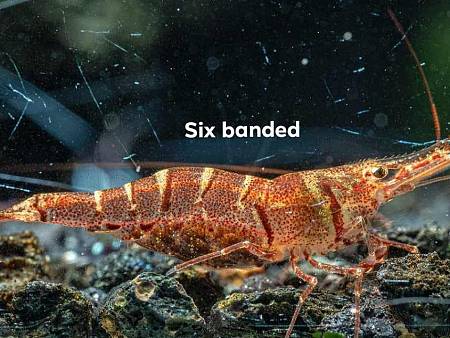 Six Banded Shrimp