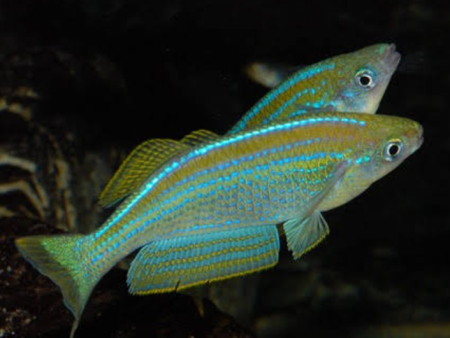 Tanganyika Killifish