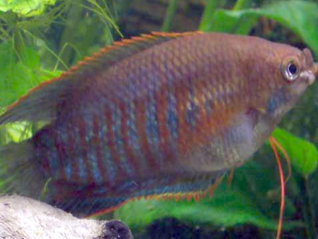Thick Lipped Gourami