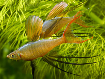 Threadfin Rainbow
