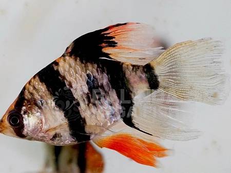 Tiger Barb Longfin