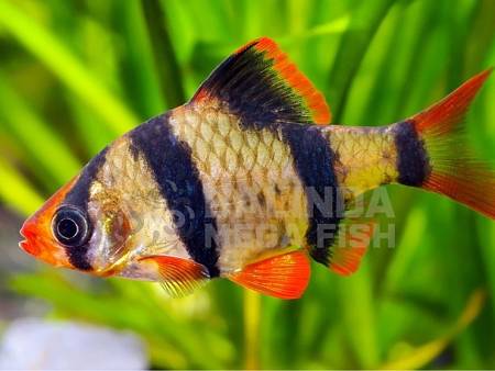 Tiger Barb Sumatera