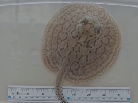 Tiger Ray