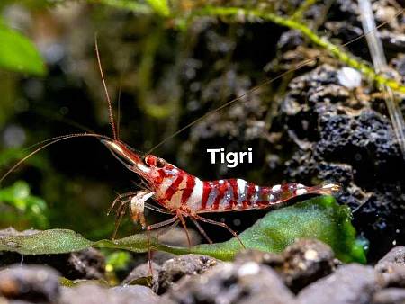 Tigri Shrimp