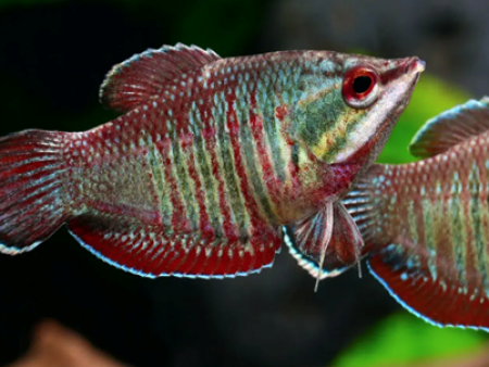 Vaillanti Samurai Gourami