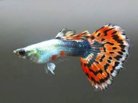 Variegated Guppy Mix