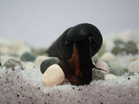 Vulcano Snail