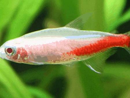 Albino Neon Tetra