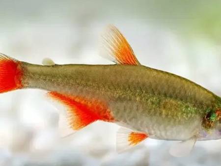 Argentine Bloodfin Tetra