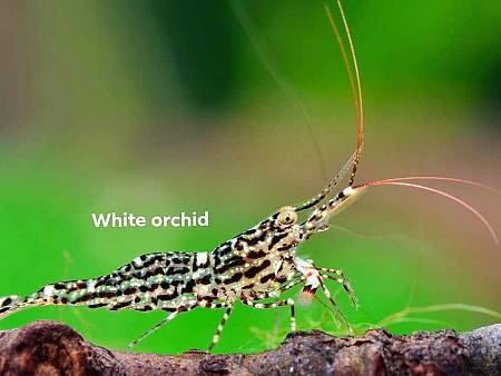 White Orchid Shrimp