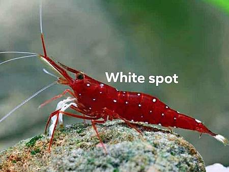 White Spot Shrimp