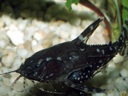 White Spotted Doradid
