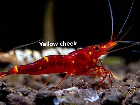 Yellow Cheek Shrimp