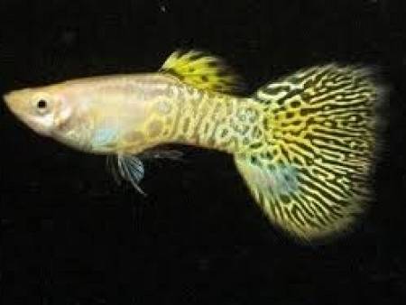 Yellow Color Guppy