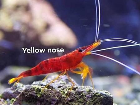 Yellow Nose  Shrimp