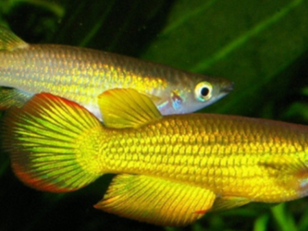 Yellow Panchax