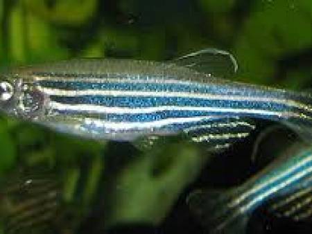 Zebra Danio