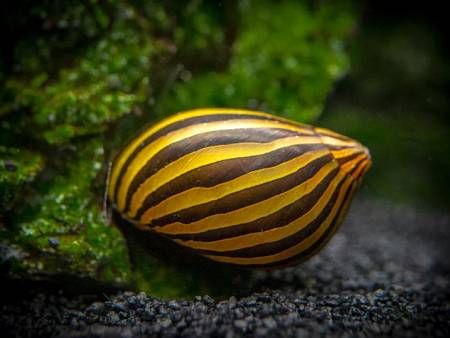 Zebra Snail