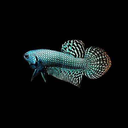 Alien Betta