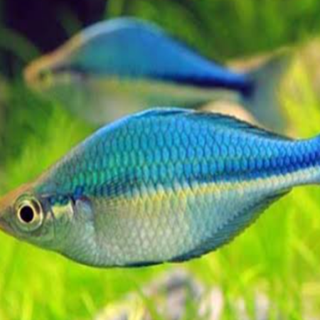 Blue Rainbow