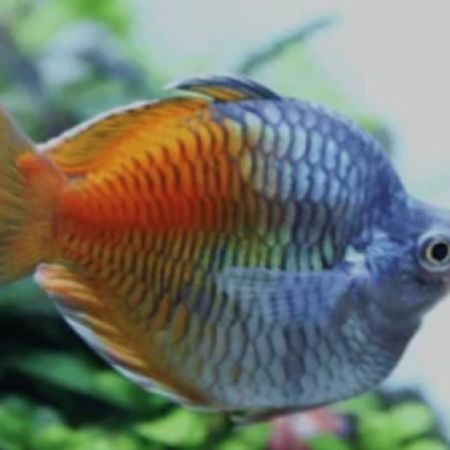Boesemani Rainbow Baloon