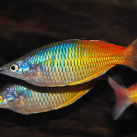 Boesemani Rainbow