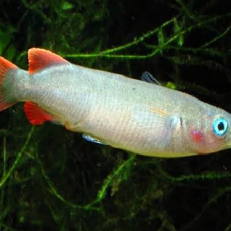 Celebes Halfbeak