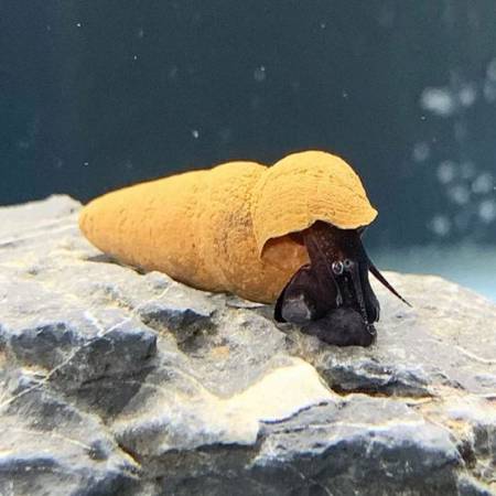 Chocolate Rabbit Snail