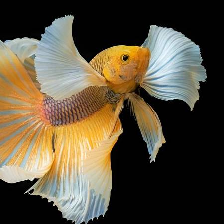 Elephant Ear Betta