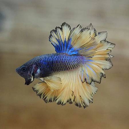 Feathertail Betta Fish