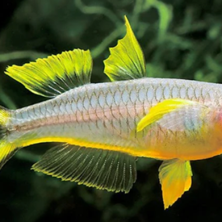 Forktail Rainbow