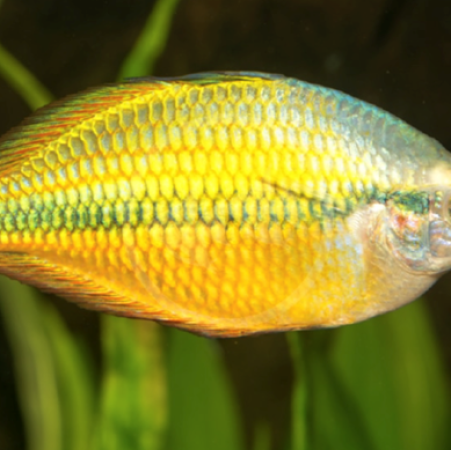 Golden Rainbow